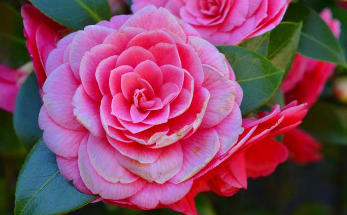 Pink Camellia Japonica flower in bloom