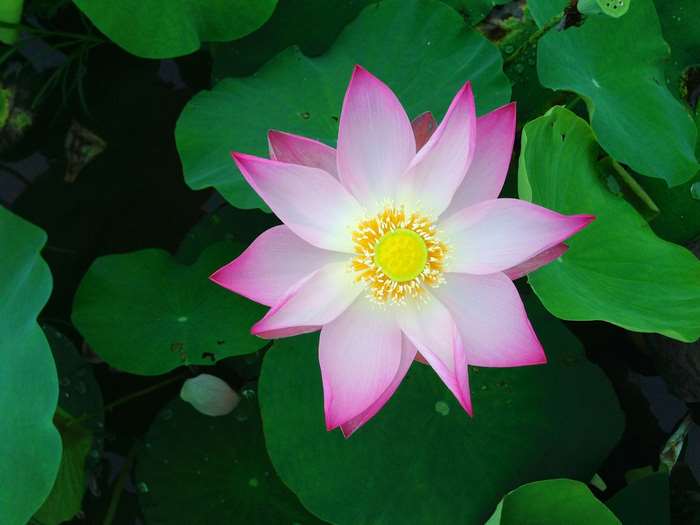 Pink Lotus Flower Blooming Over Pond