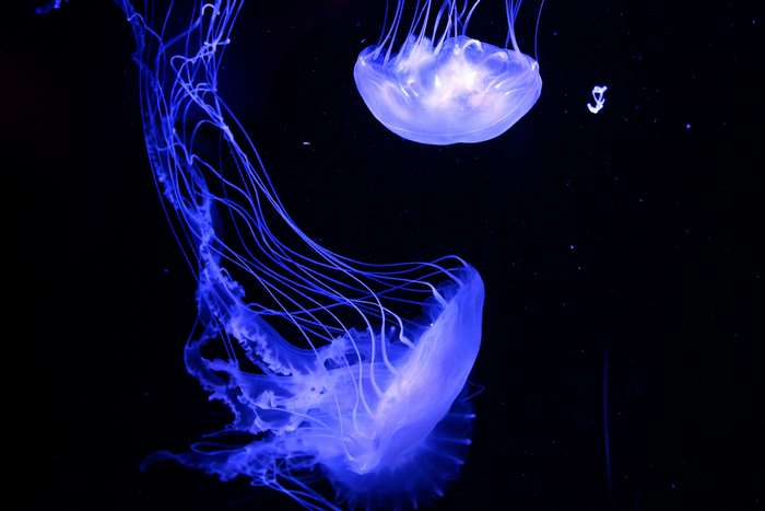 Two glowing blue jellyfish in dark water