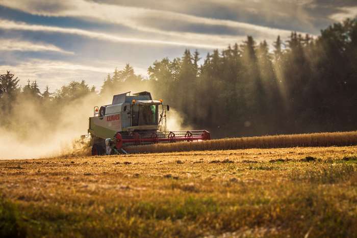 Claas Lexion combine harvester in a wheat field