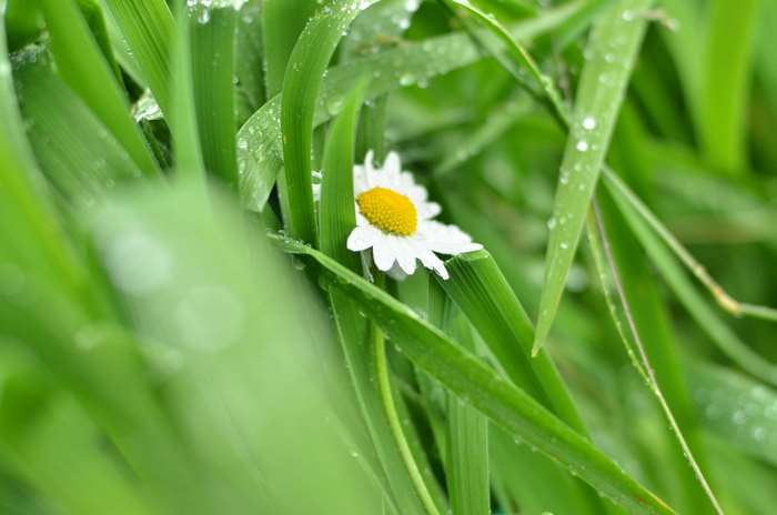 Chamomile flower in wet green grass