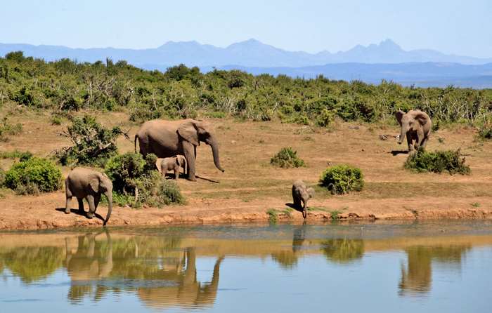 Elephants drinking water in a savanna landscape