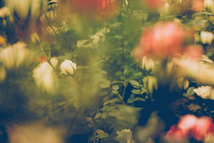 Roses in soft focus with bokeh