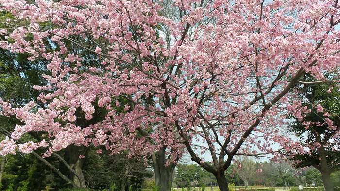 4K Cherry Blossoms in Nagoya, Japan