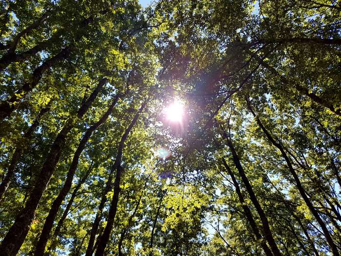 Sunlight filtering through trees in a forest