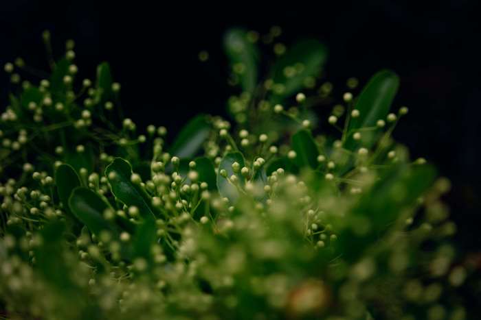 Close-up of green plant with small white buds