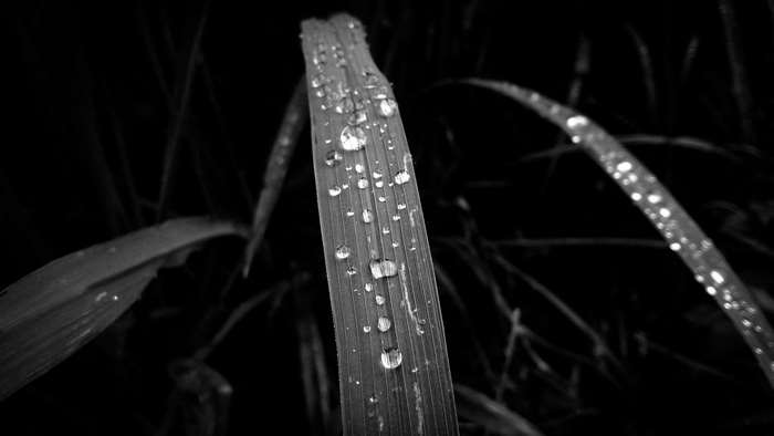 Close-up of raindrops on a blade of grass