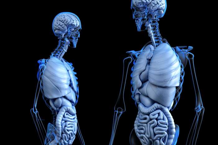 3D Rendering of Human Anatomy with Brain and Organs
