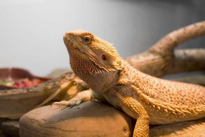 Bearded dragon lizard on a rock