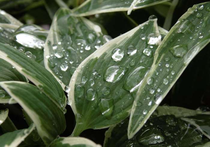 Close-up of Hosta leaves with water droplets