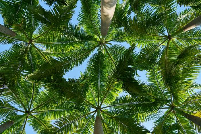 Looking up at palm trees against a blue sky
