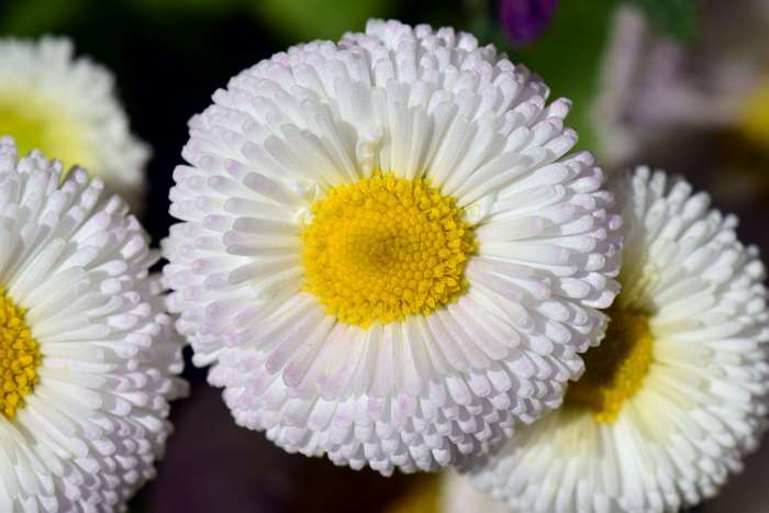 Close-up of white daisies with yellow centers