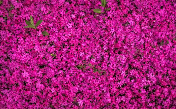 Close up of bright pink phlox flowers in bloom