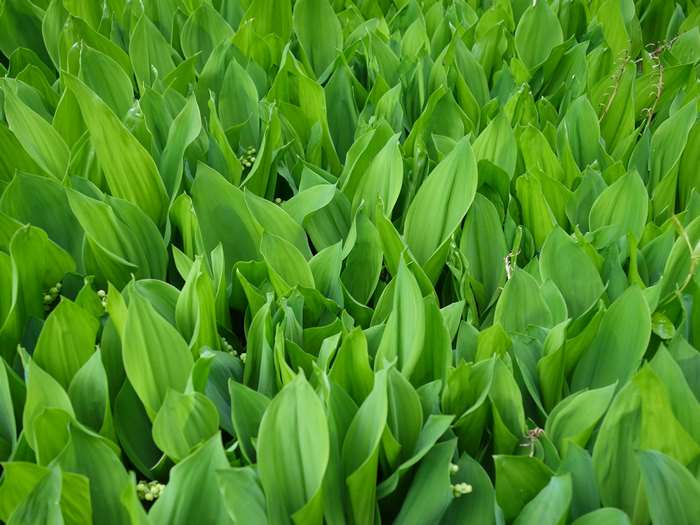 Green leaves of lily of the valley plants