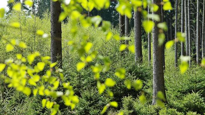 Forest with young trees and sunlight