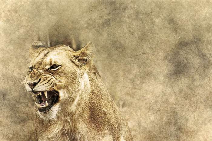 Lioness roaring with sharp teeth and vintage paper texture