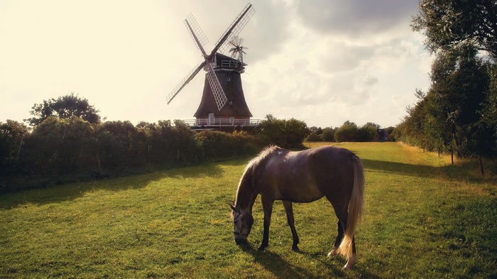 Horse grazing in front of a windmill