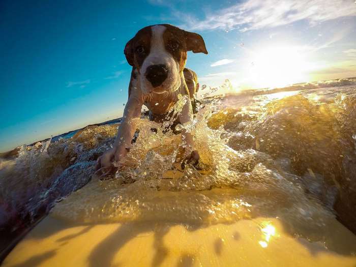 Dog surfing on a surfboard in the ocean