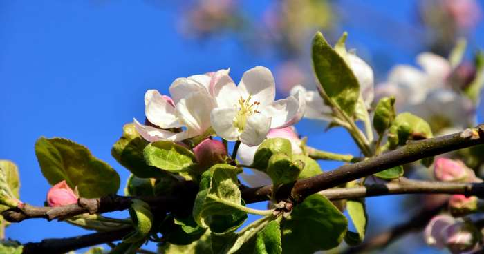 Apple blossoms on a branch against a blue sky 4K