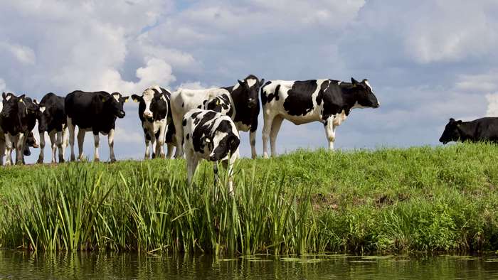 Herd of cows by a canal under a cloudy sky