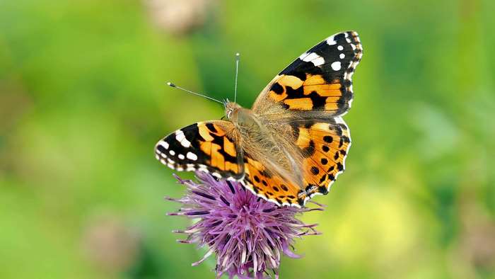 Painted Lady butterfly on a purple thistle flower