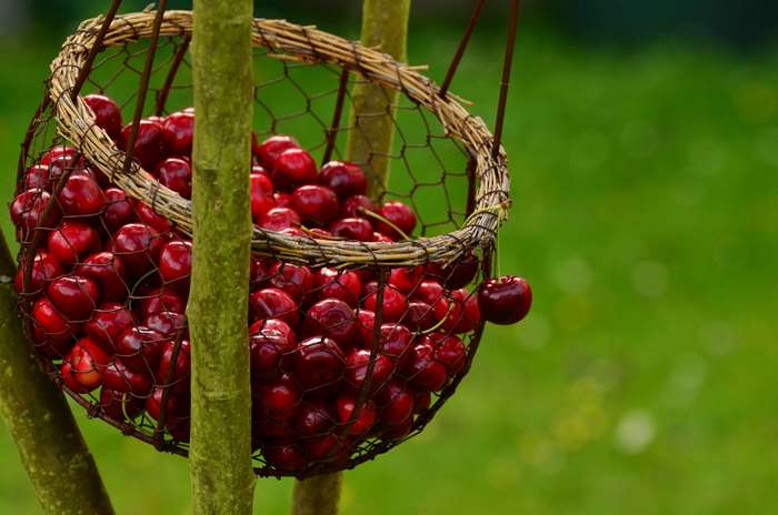 Basket of ripe cherries hanging from a tree