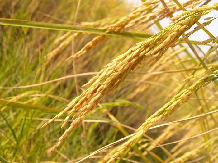 Close up of ripe rice grains in a field