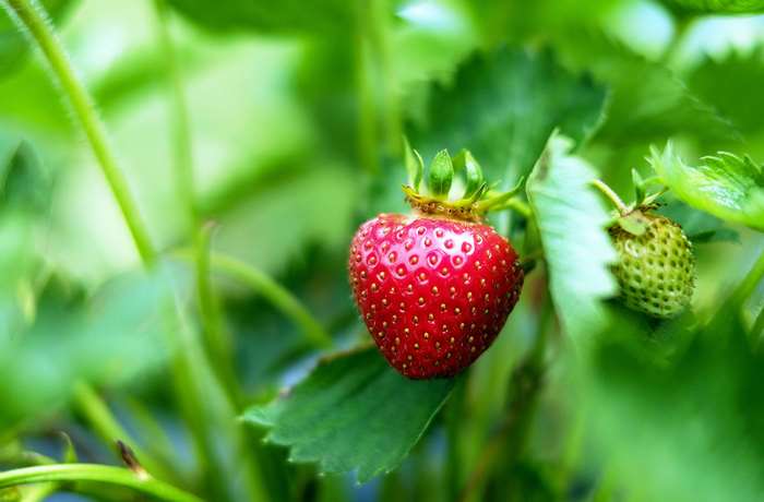 Ripe strawberry on a plant with green leaves