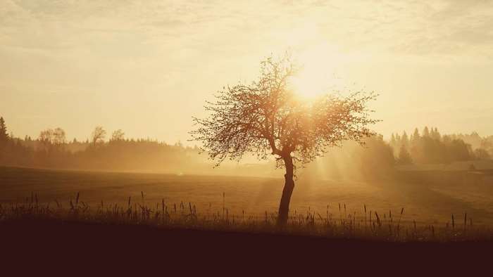 Tree in a foggy field at sunrise or sunset