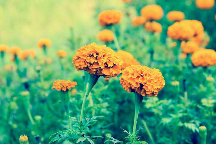 Orange marigold flowers in a garden 4K
