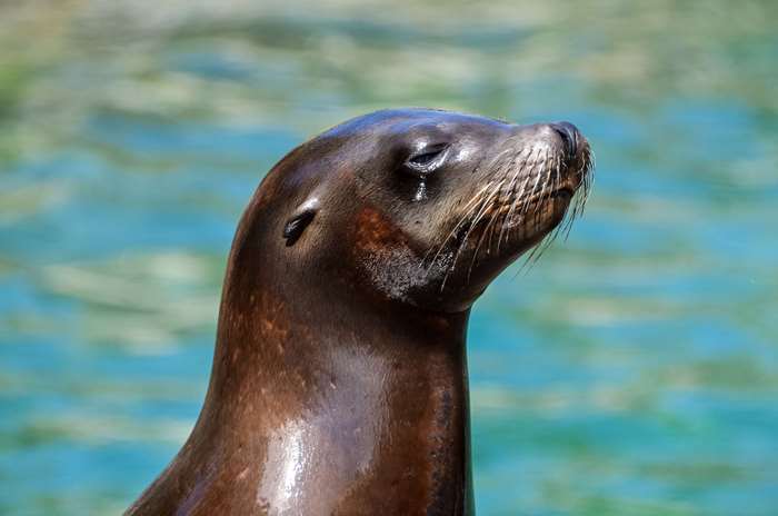Close up of a seal in water