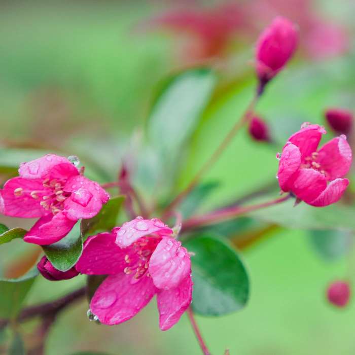 Pink crab apple blossoms with raindrops