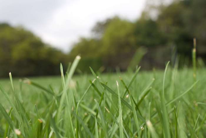 Close up of green grass in a field with trees