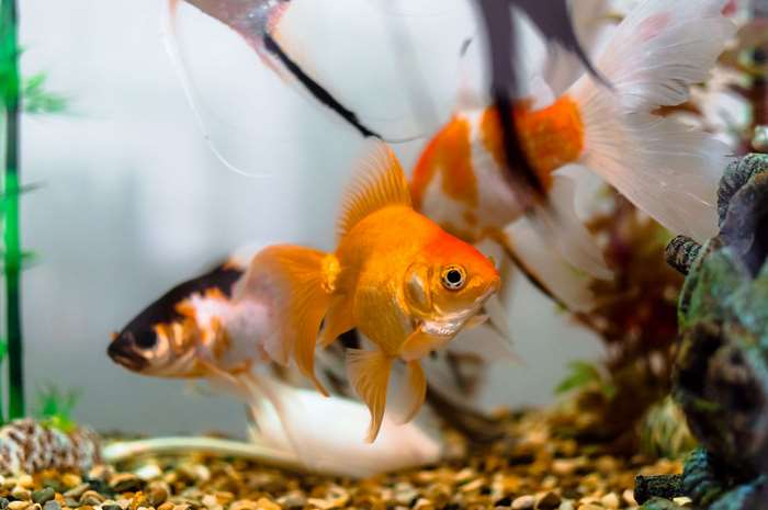 Goldfish and Angelfish in a Freshwater Aquarium