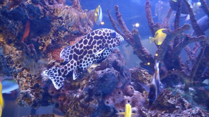 Leopard fish in a coral aquarium 4K
