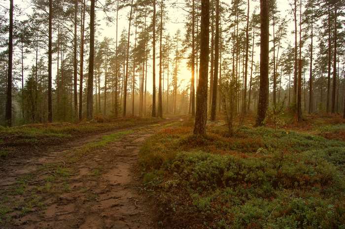Sunlight filtering through a pine forest with a dirt path