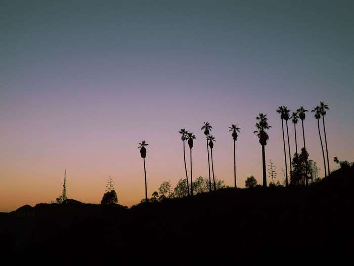 Palm trees silhouetted against a gradient sky at sunset