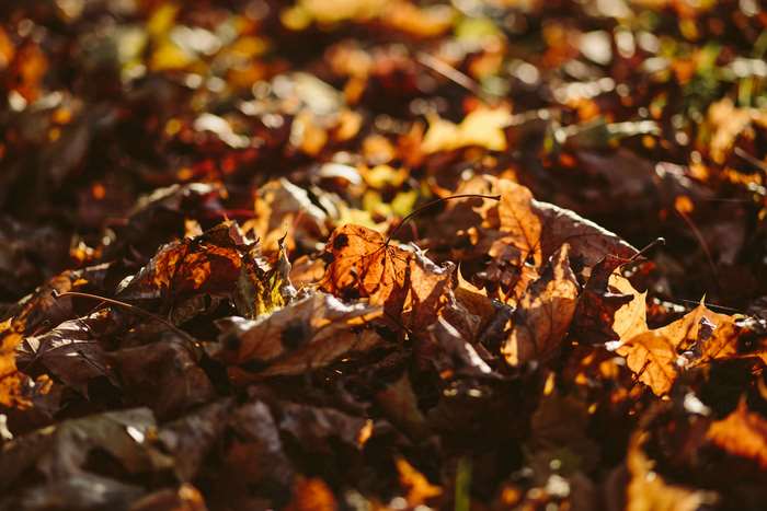 Close up of autumn leaves on the ground