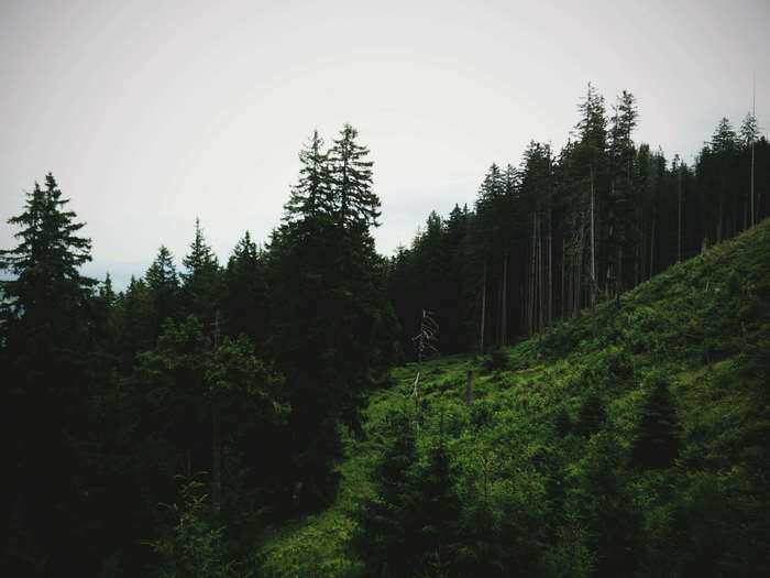Forest on a grassy slope under a cloudy sky