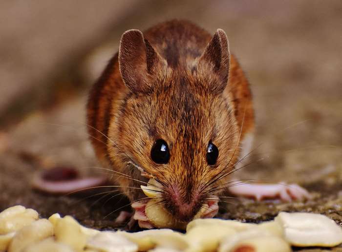 Close up of a brown mouse eating nuts