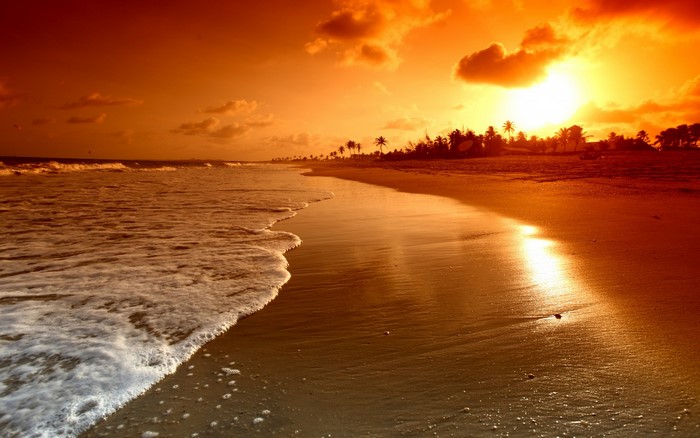 Beach sunset with palm trees and ocean waves