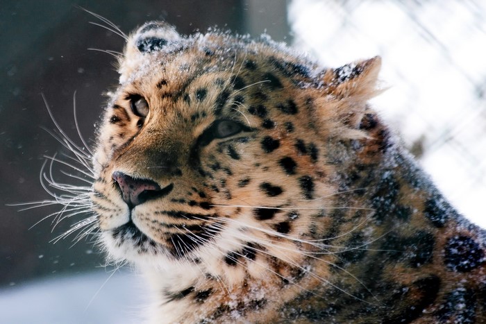 Amur leopard in the snow
