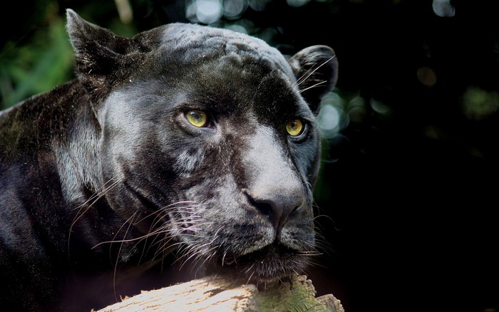 Black Panther resting on a log