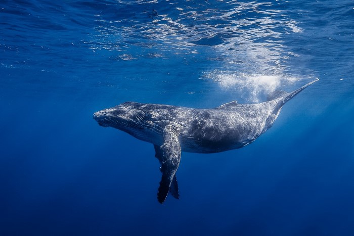 Humpback whale swimming underwater