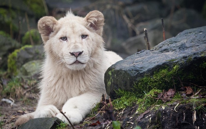 White Lion Cub Resting Near Rocks
