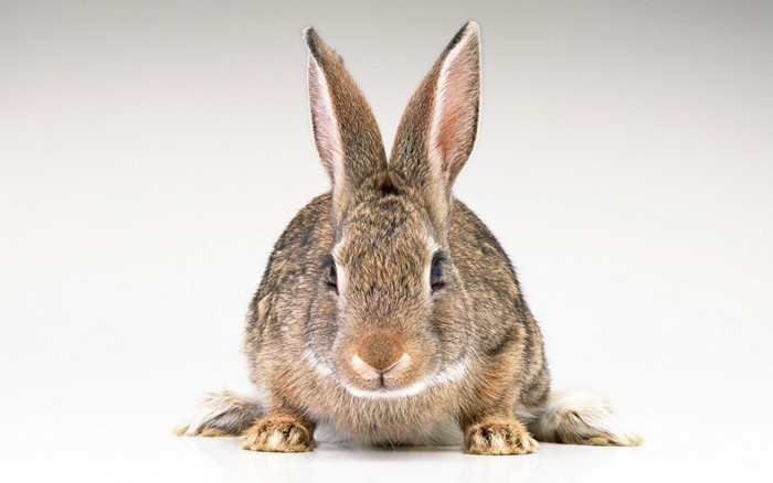 A brown rabbit with long ears sits facing forward