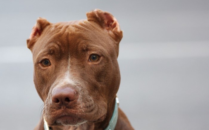 Brown Pitbull Dog Face Close-up