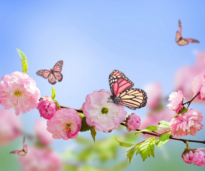 Spring Butterflies on Blooming Flower Branch