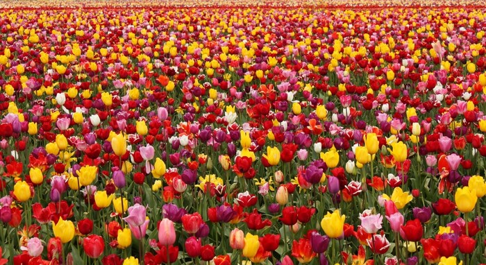 Field of colorful tulips in bloom
