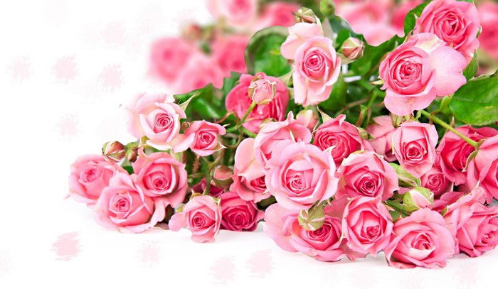 A bouquet of pink roses on a white background